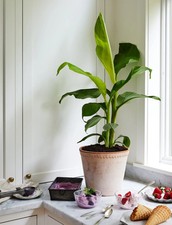 Banana Blue Java Tree - 1