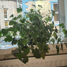 Peppermint Scented Geranium 9cm pot, Pelargonium tomentosum