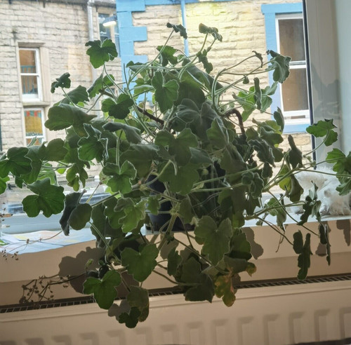 Peppermint scented geranium - peppermint,