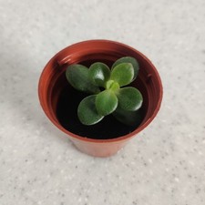 Jade plant crassula ovata - jade,