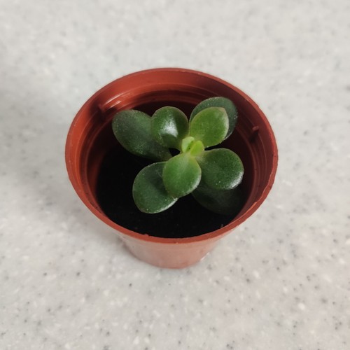 Jade plant crassula ovata - jade,