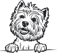 Westie West Highland Terrier