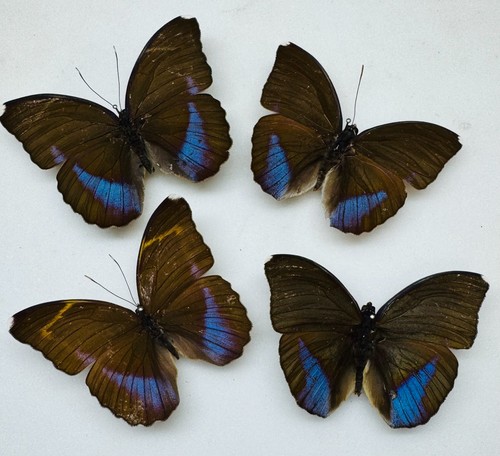 Real butterfly specimens x4 - specimens,