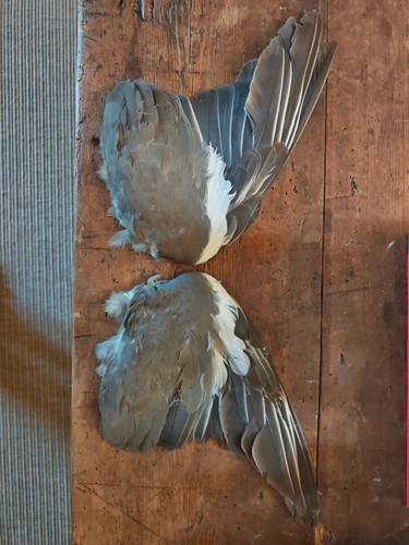 Wood pigeon wings taxidermy - wood,
