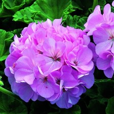 Geranium Pelargonium zonale F1 Border Violet 16 seeds +FREE REUSABLE PLANT LABEL