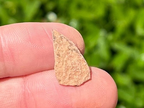 Theropod dinosaur eggshell - theropod,