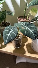 ? Alocasia Black Velvet Corm ? Sphagnum Moss Indoor Plant #4