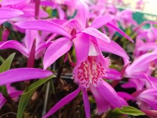 Pleione "Tongariro" GROW KIT BULBS+SOIL+POT+INSTRUCTION  Garden Halfhardy Orchid