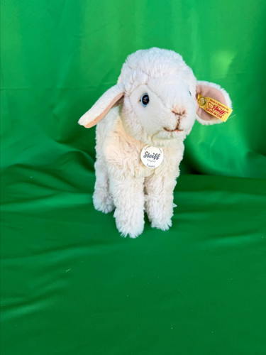 The steiff back time - "back,