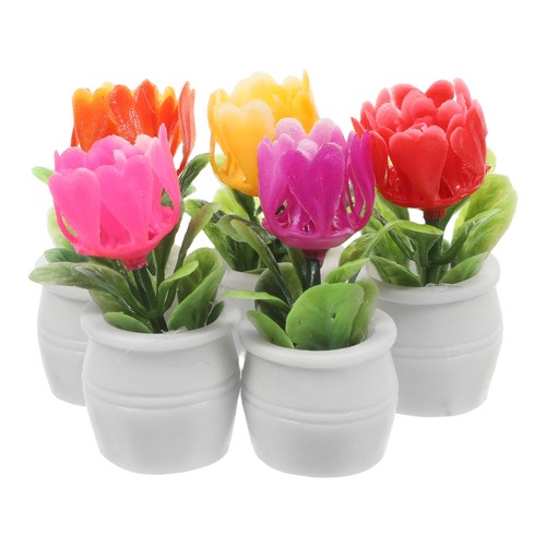 5pcs tiny succulent bonsai - succulent,