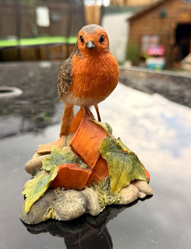 Border fine arts robin - robin, bird