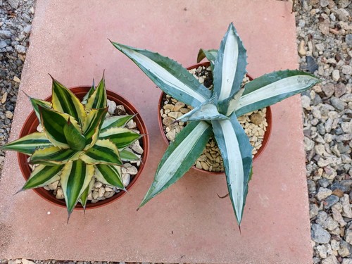 Agave lophantha quadricolor - agave,