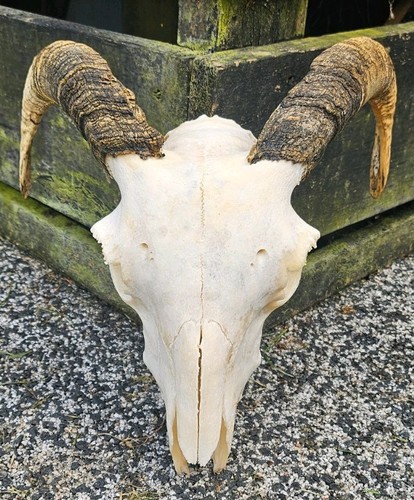 Sheep skull taxidermy art - taxidermy,