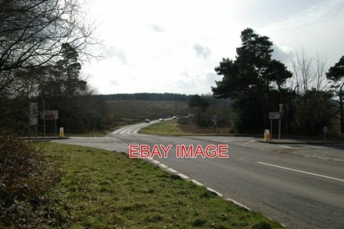 Photo four firs - four,