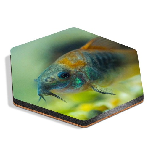 Hexagon mdf coaster aquarium - mdf,