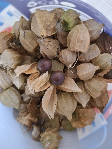 African dwarf ground cherry - african,