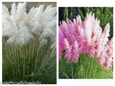 Cortaderia Pampas Grass Seeds