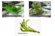 Oxygenating pond water - pond, plants