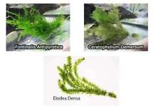 Oxygenating Pond Water Plants - 1 - 30 Bunches - 3 Types - Weighted