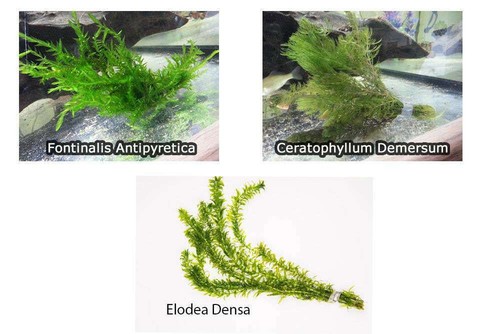 Oxygenating pond water plants - pond,