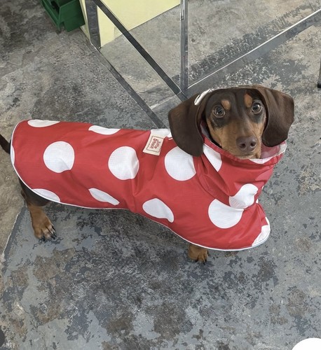 Little beast dog clothes - little,