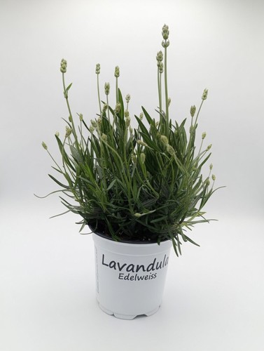 White english lavender - white, plant