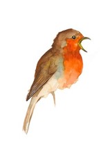 Robin Original Watercolour painting, Limited Edition A5 Bird Wildlife Print
