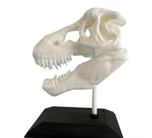 Rex skull fossil - t-rex, replica
