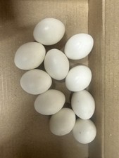 Budgie dummy eggs - x,