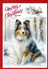 Shetland Sheepdog / Sheltie