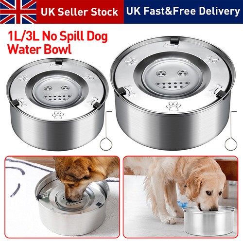 Spill dog water - water, pet