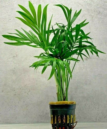 Chamaedorea elegans palm live - palm,
