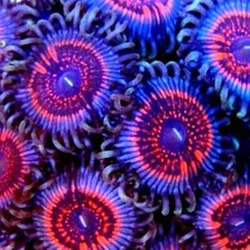 Armageddon Zoa Zoanthid Soft