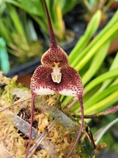 Rare Dracula barrowii orchid