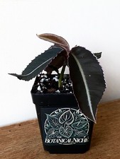 Labisia sp. purple | black