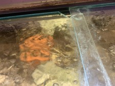 4ft Complete Oak Aquarium 200 Litres.