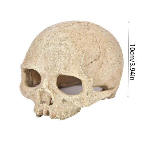 Fish tank aquarium - fish, skull