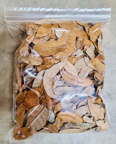 Live oak leaves aquarium - oak,