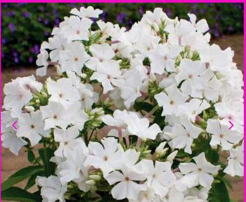 Phlox paniculata famous - phlox,
