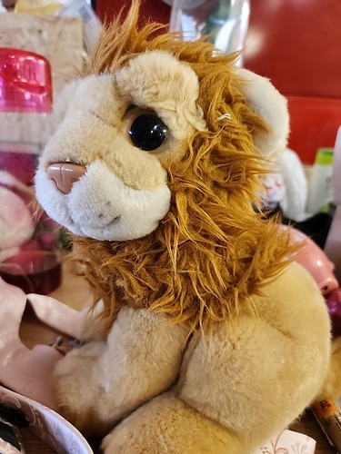 Lion king wild - lion, ty