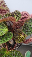 Begonia Ferox (Spiky Begonia)