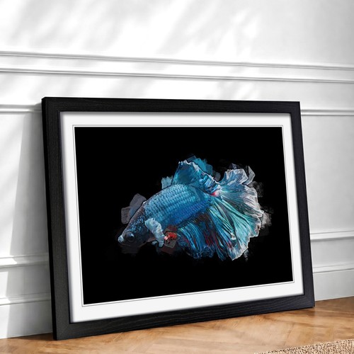 Blue siamese fighting fish - siamese, in