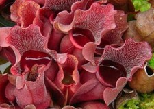 Sarracenia purpurea venosa - sarracenia,