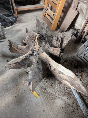 Ancient tree stump sculptural - ancient,