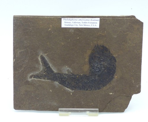 Fossil fish pholidophorus - fish,