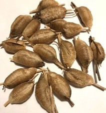 5 European Praying Mantis Egg