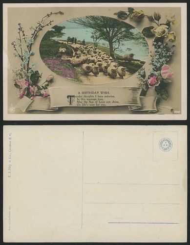 Shepherd sheep horse cart lake - sheep,