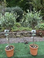 ? 2x Standard Olive Trees 120cm Tall, 10L Pot - Olea Europaea