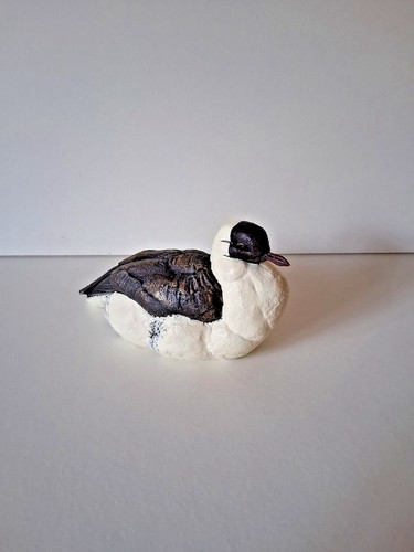 Black faced gull from - , guy