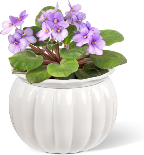 Buymax african violet pots 6 - african,